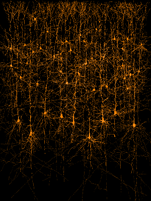 neuronsinacolumn1s.jpg